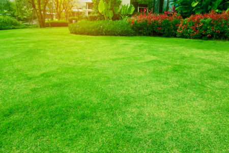 How to Design a Low-Maintenance Backyard in Texas
